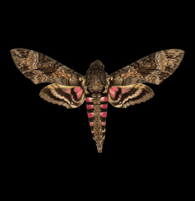 Insect Spreading Class: Sphinx Moth-Workshop-Paxton Gate-PaxtonGate