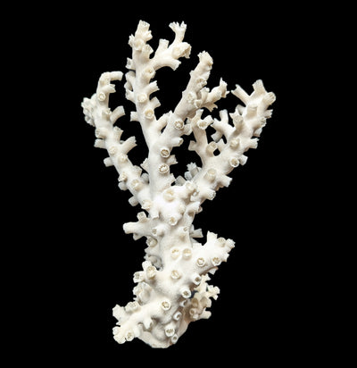 Octopus Coral-Invertbrts-Tideline-PaxtonGate