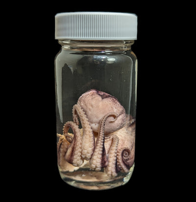 Octopus Wet Specimen-WetSpecimn-ANATOMIKA-PaxtonGate