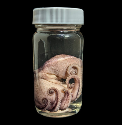 Octopus Wet Specimen-WetSpecimn-ANATOMIKA-PaxtonGate