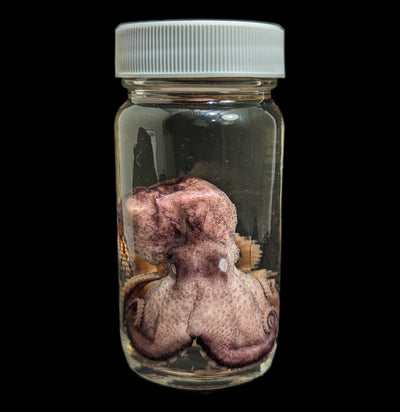 Octopus Wet Specimen-WetSpecimn-ANATOMIKA-PaxtonGate