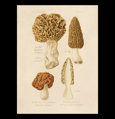 Vintage Mushroom Morels Print-Prints-Curious Prints-PaxtonGate