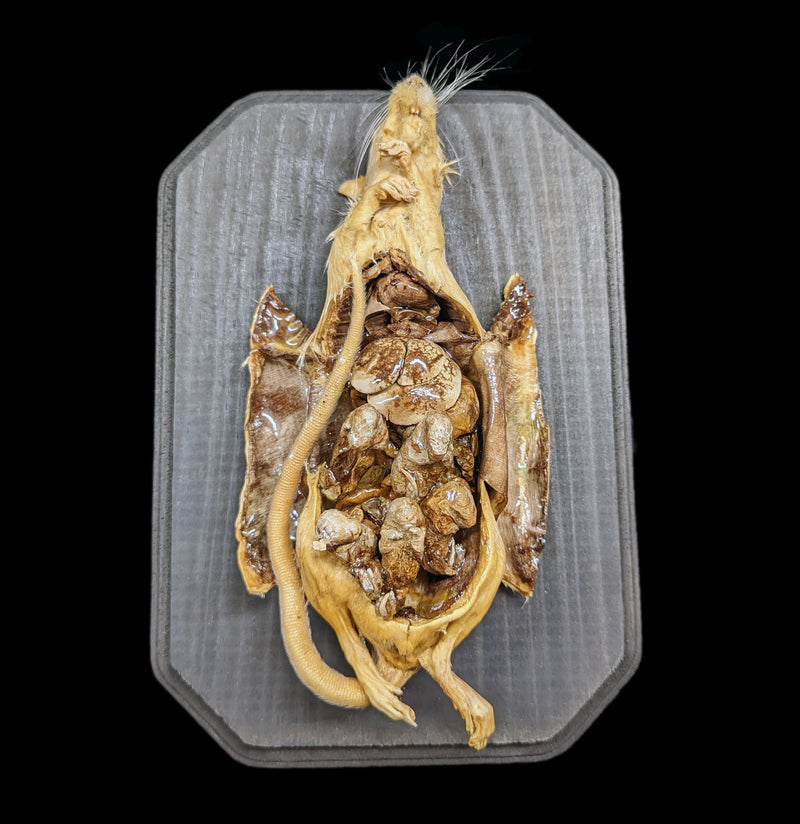 Dissected Pregnant Rat with Pups-Taxidermy-Scientific Woman-PaxtonGate