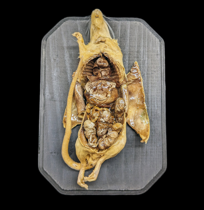 Dissected Pregnant Rat with Pups-Taxidermy-Scientific Woman-PaxtonGate