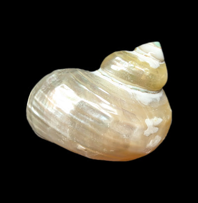 Goldmouth Turbo Shell-Invertbrts-Tideline-PaxtonGate