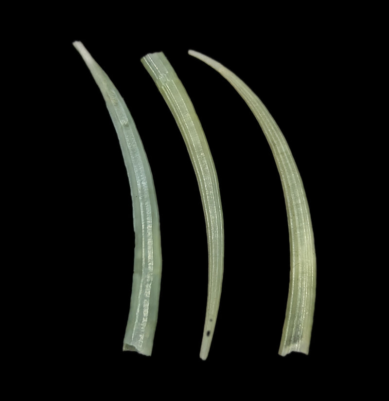 Green Tusk Shell-Invertbrts-Tideline-PaxtonGate