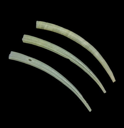 Green Tusk Shell-Invertbrts-Tideline-PaxtonGate