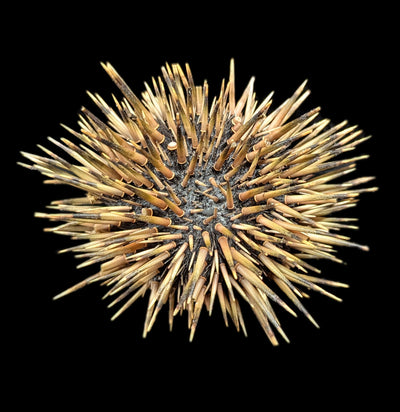 Pink Sea Urchin-Invertbrts-Tideline-PaxtonGate