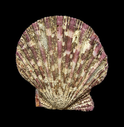 Royal Cloak Pecten-Invertbrts-Tideline-PaxtonGate