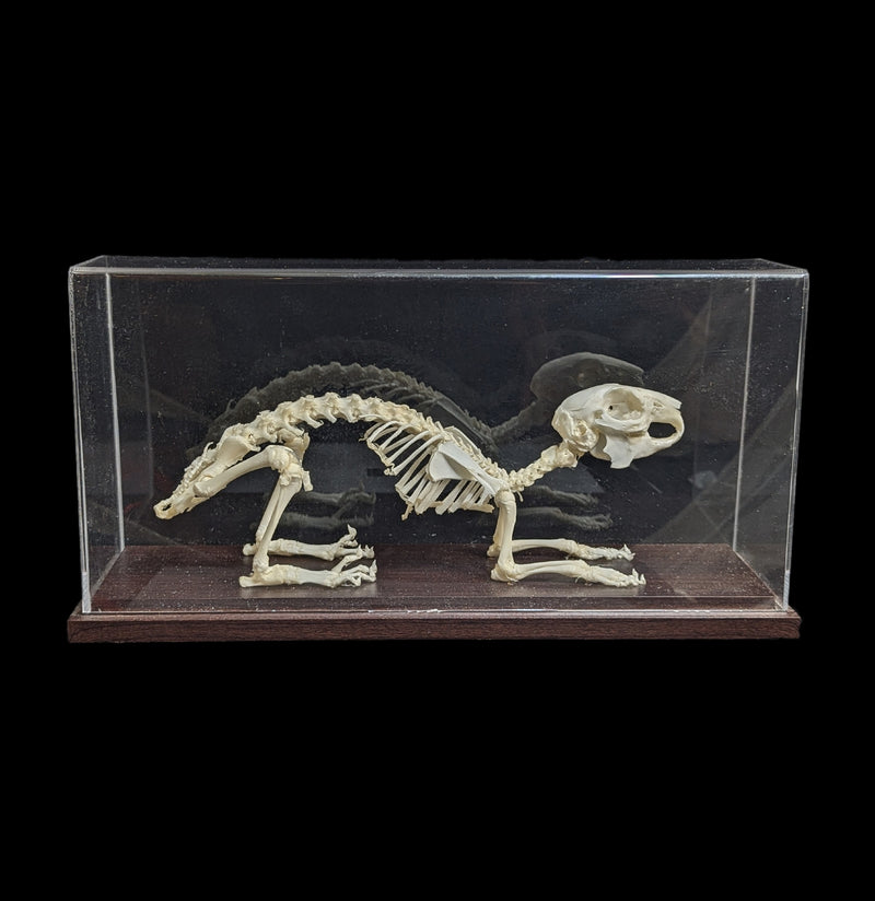 Articulated Rabbit Skeleton-Skeletons-C & A Scientific Co., Inc-PaxtonGate