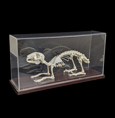 Articulated Rabbit Skeleton-Skeletons-C & A Scientific Co., Inc-PaxtonGate