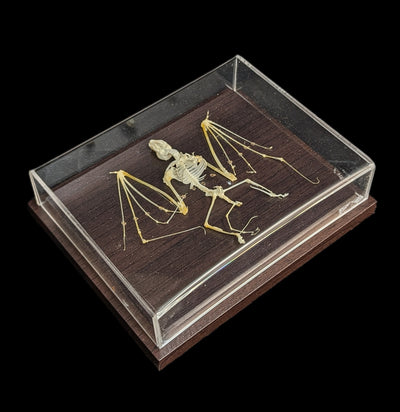 Articulated Bat Skeleton-Skeletons-C & A Scientific Co., Inc-PaxtonGate