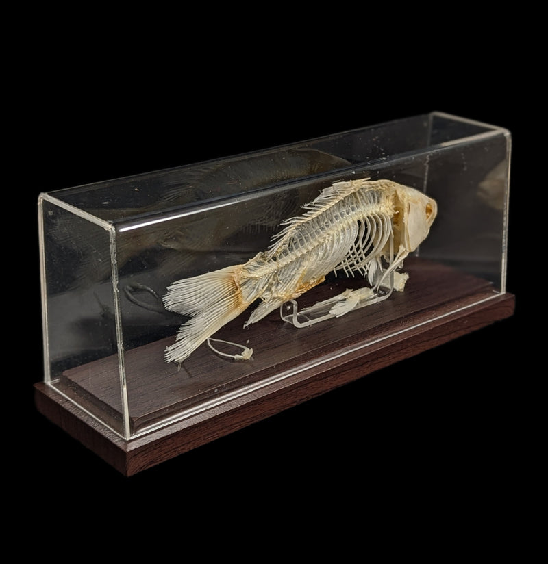 Articulated Fish Skeleton-Skeletons-C & A Scientific Co., Inc-PaxtonGate