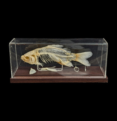 Articulated Fish Skeleton-Skeletons-C & A Scientific Co., Inc-PaxtonGate