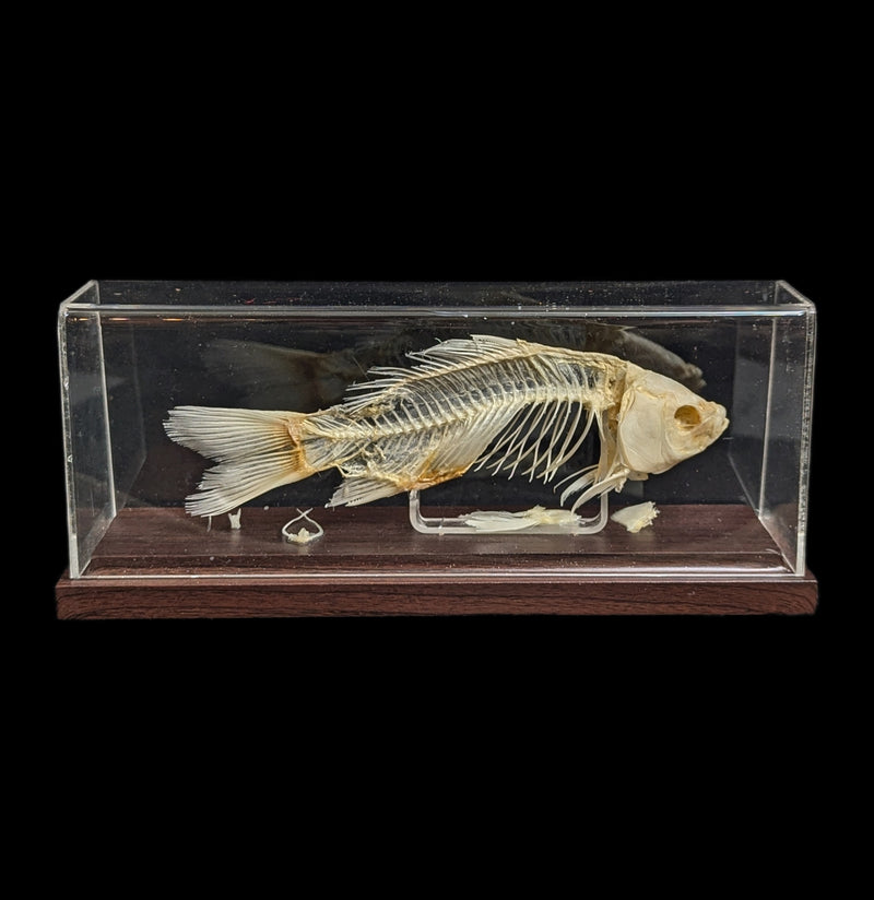 Articulated Fish Skeleton-Skeletons-C & A Scientific Co., Inc-PaxtonGate