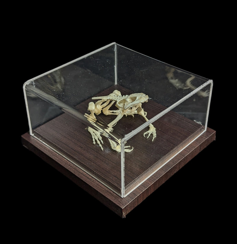 Articulated Toad Skeleton-Skeletons-C & A Scientific Co., Inc-PaxtonGate