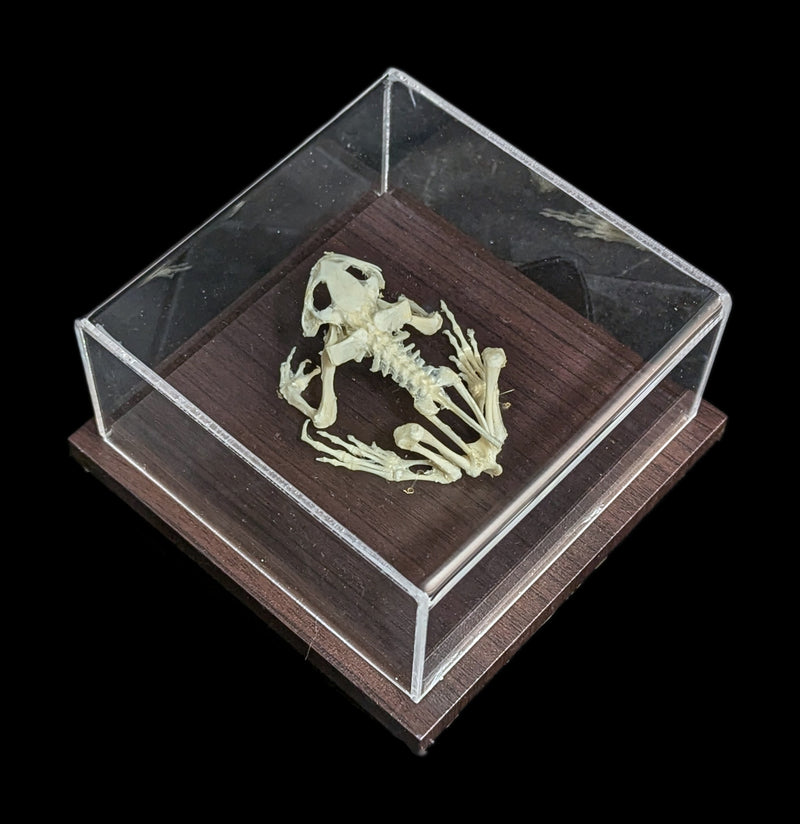 Articulated Toad Skeleton-Skeletons-C & A Scientific Co., Inc-PaxtonGate