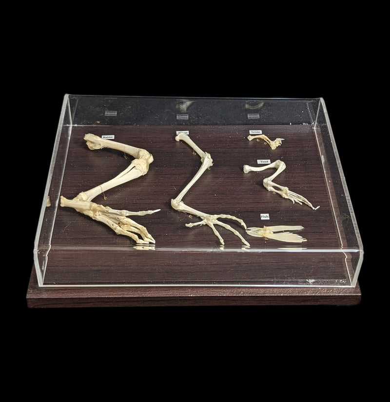 Hind Limb Comparisons-Skeletons-C & A Scientific Co., Inc-PaxtonGate