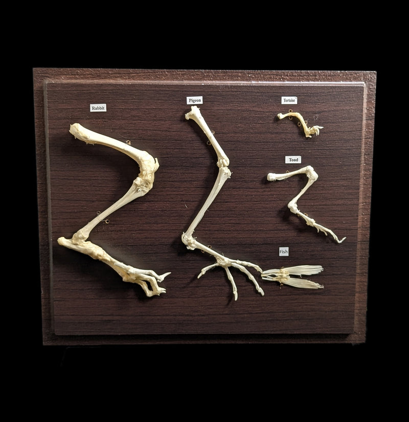 Hind Limb Comparisons-Skeletons-C & A Scientific Co., Inc-PaxtonGate