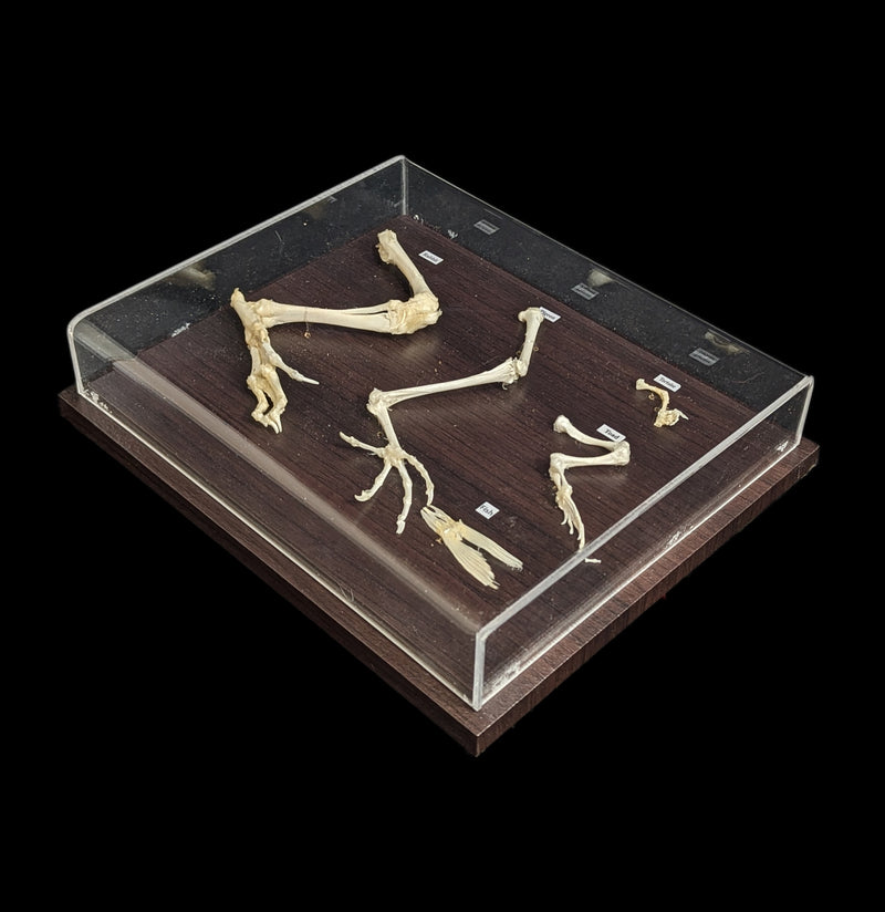 Hind Limb Comparisons-Skeletons-C & A Scientific Co., Inc-PaxtonGate