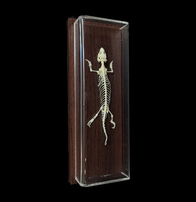 Articulated Lizard Skeleton-Skeletons-C & A Scientific Co., Inc-PaxtonGate