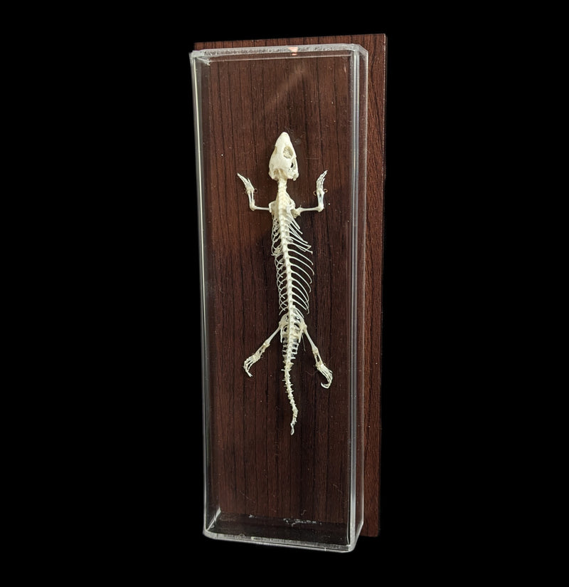 Articulated Lizard Skeleton-Skeletons-C & A Scientific Co., Inc-PaxtonGate