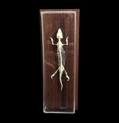 Articulated Lizard Skeleton-Skeletons-C & A Scientific Co., Inc-PaxtonGate