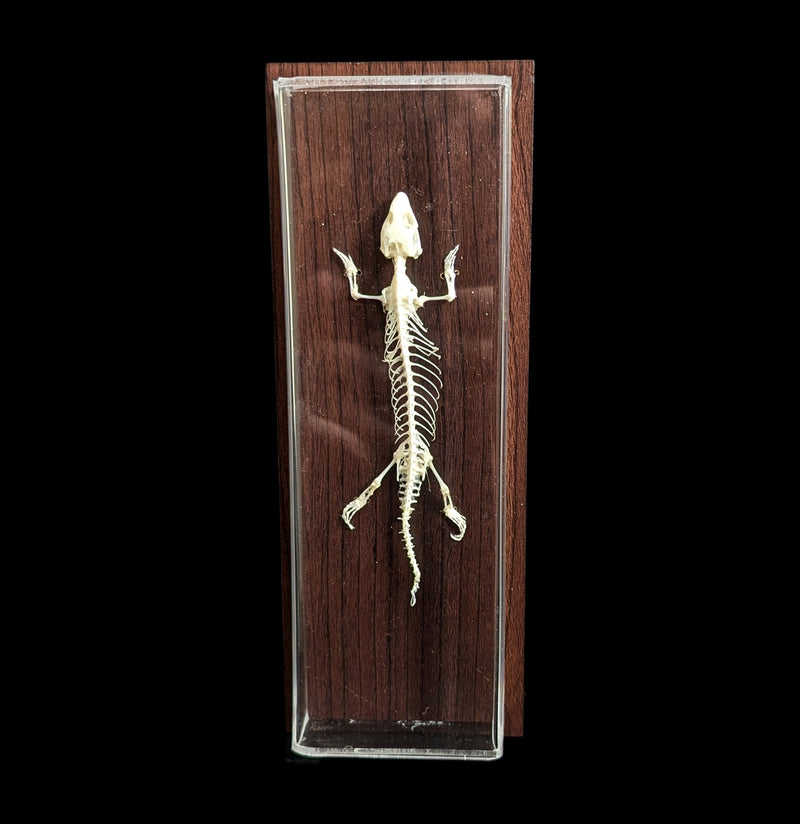 Articulated Lizard Skeleton-Skeletons-C & A Scientific Co., Inc-PaxtonGate