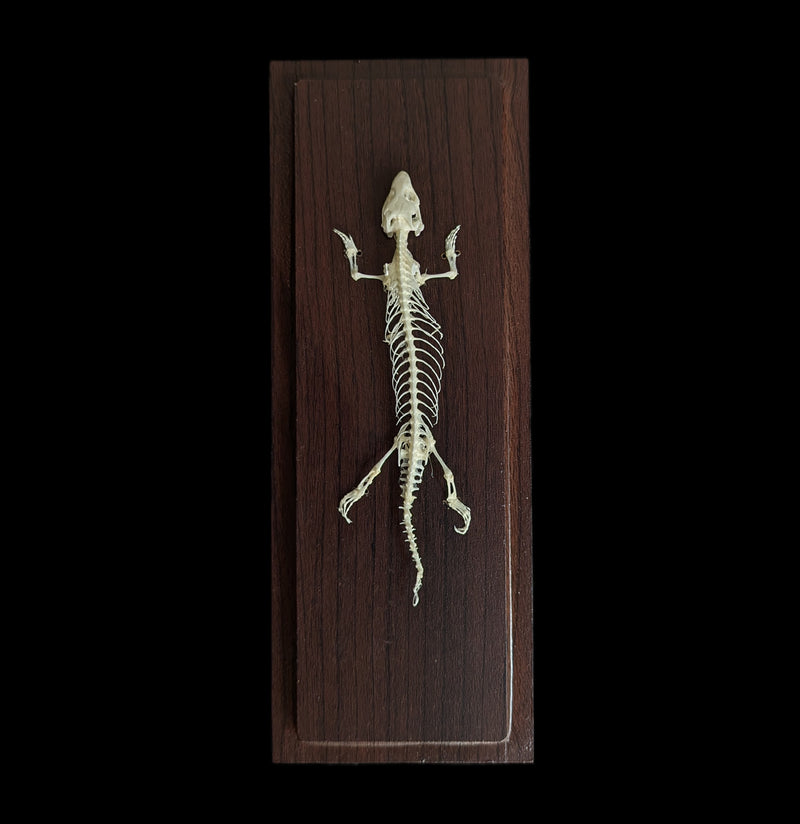 Articulated Lizard Skeleton-Skeletons-C & A Scientific Co., Inc-PaxtonGate