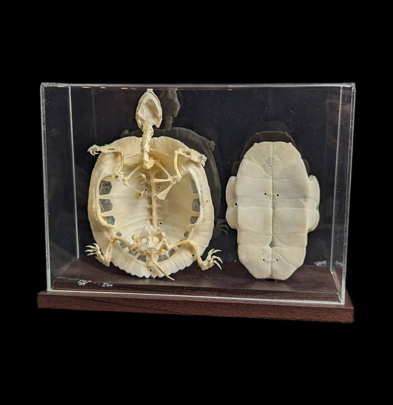 Articulated Turtle Skeleton-Skeletons-C & A Scientific Co., Inc-PaxtonGate