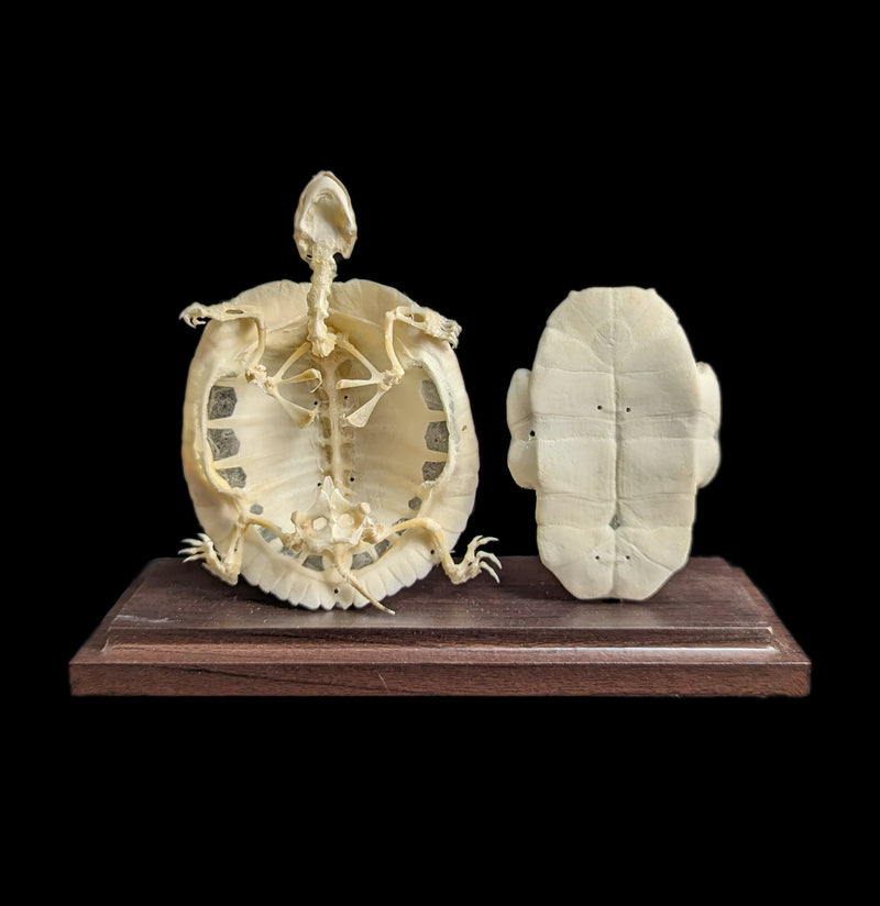 Articulated Turtle Skeleton-Skeletons-C & A Scientific Co., Inc-PaxtonGate