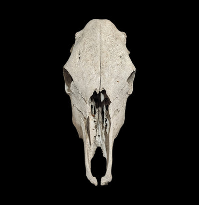 Field Collected Upper Cow Skull-Skulls-Private Seller-PaxtonGate