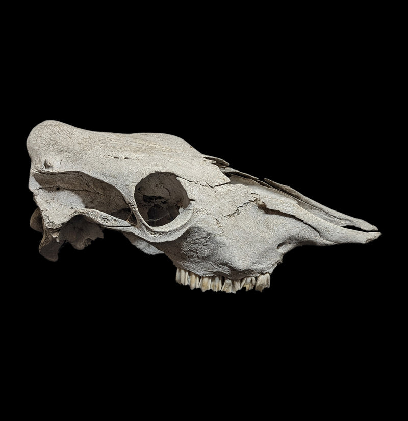 Field Collected Upper Cow Skull-Skulls-Private Seller-PaxtonGate