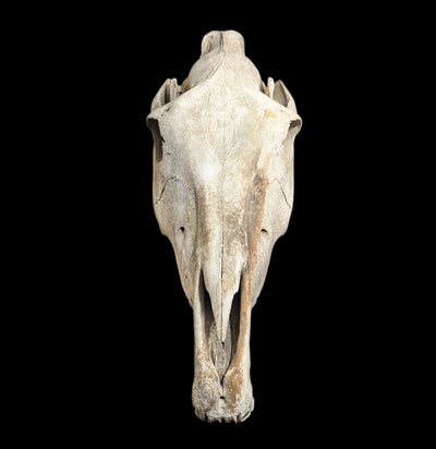 Field Collected Complete Horse Skull-Skulls-Private Seller-PaxtonGate