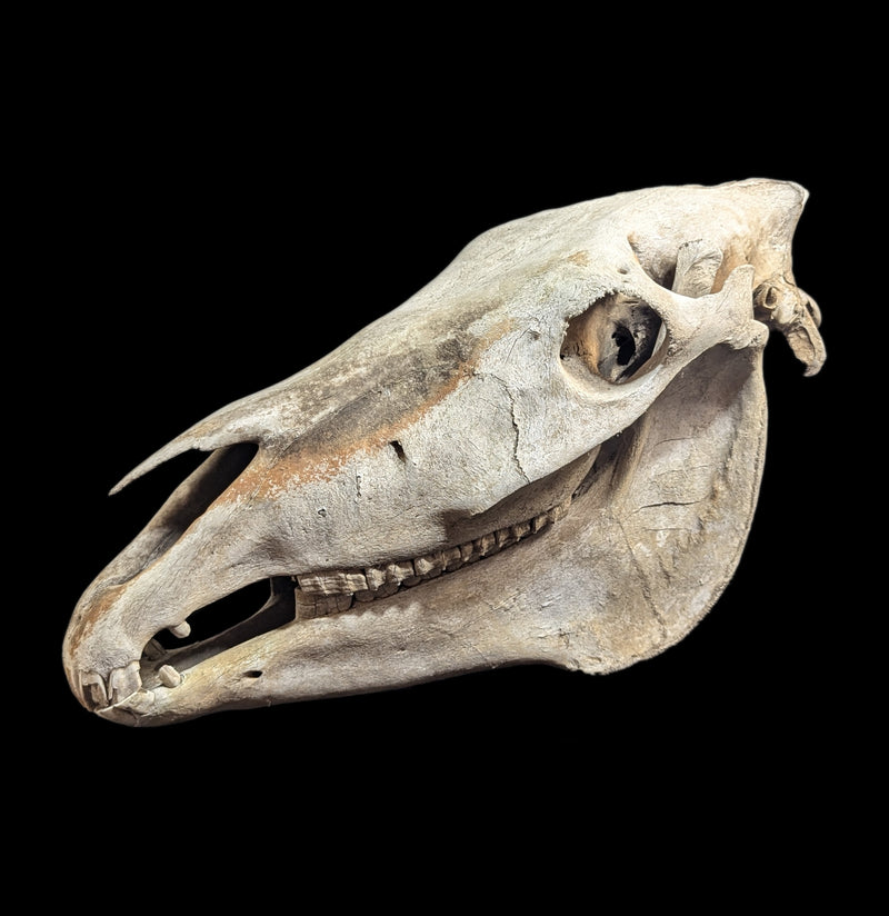 Field Collected Complete Horse Skull-Skulls-Private Seller-PaxtonGate