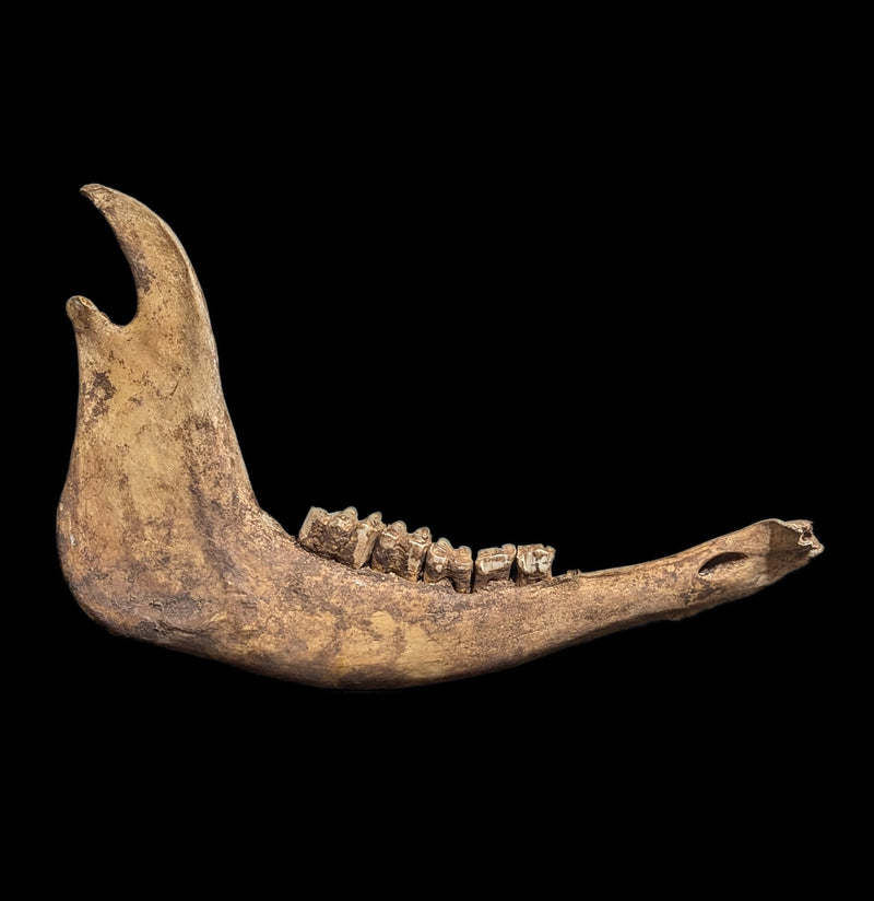 Field Collected Large Mammal Jaw-Bones-Private Seller-PaxtonGate