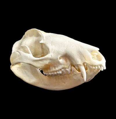 Opossum Skull-Skulls-White Fox Fur & Feather-PaxtonGate