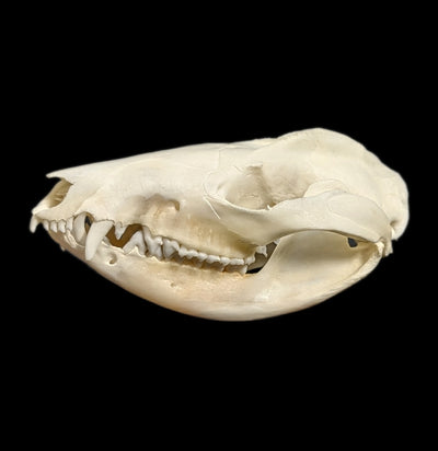 Opossum Skull-Skulls-White Fox Fur & Feather-PaxtonGate