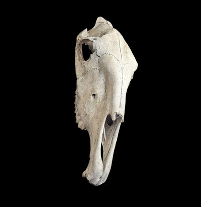 Field Collected Upper Horse Skull-Skulls-Private Seller-PaxtonGate