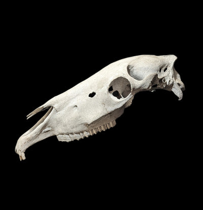 Field Collected Upper Horse Skull-Skulls-Private Seller-PaxtonGate