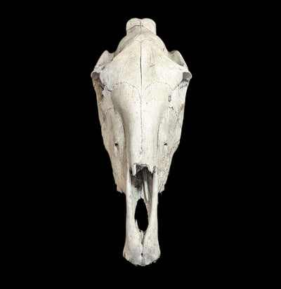 Field Collected Upper Horse Skull-Skulls-Private Seller-PaxtonGate