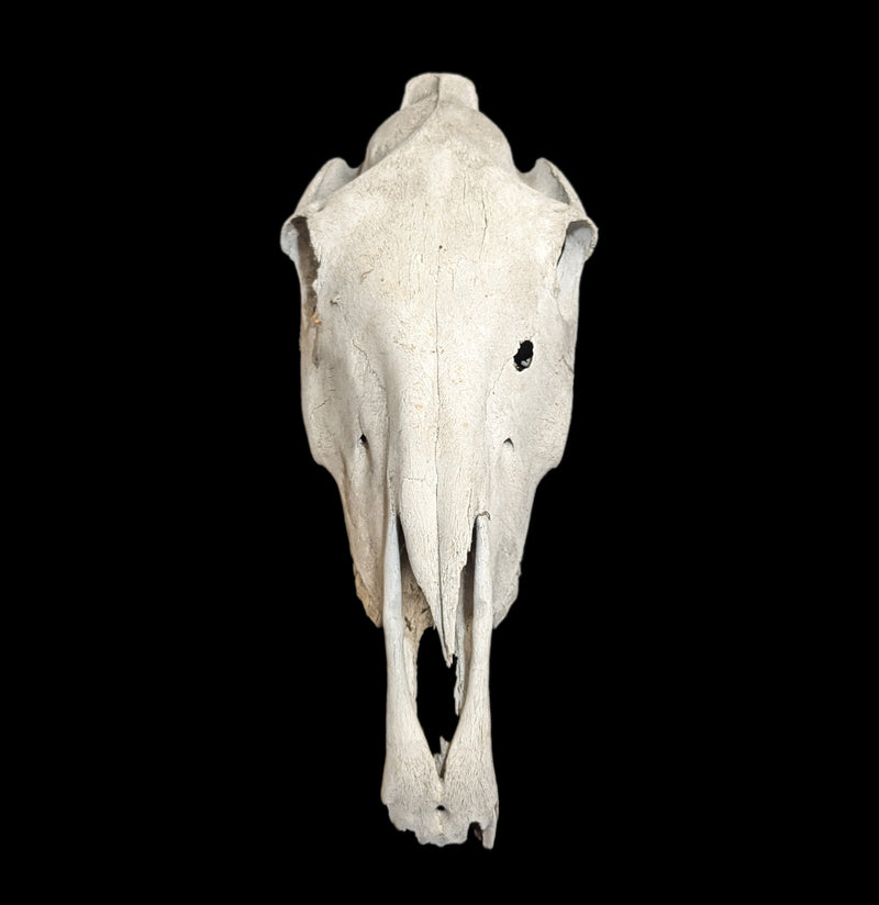 Field Collected Upper Horse Skull-Skulls-Private Seller-PaxtonGate