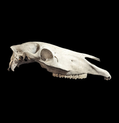 Field Collected Upper Horse Skull-Skulls-Private Seller-PaxtonGate