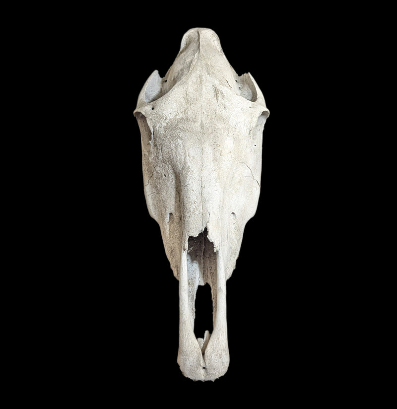 Field Collected Upper Horse Skull-Skulls-Private Seller-PaxtonGate