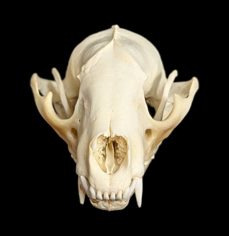 Raccoon Skull-Skulls-White Fox Fur & Feather-PaxtonGate