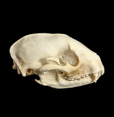 Raccoon Skull-Skulls-White Fox Fur & Feather-PaxtonGate