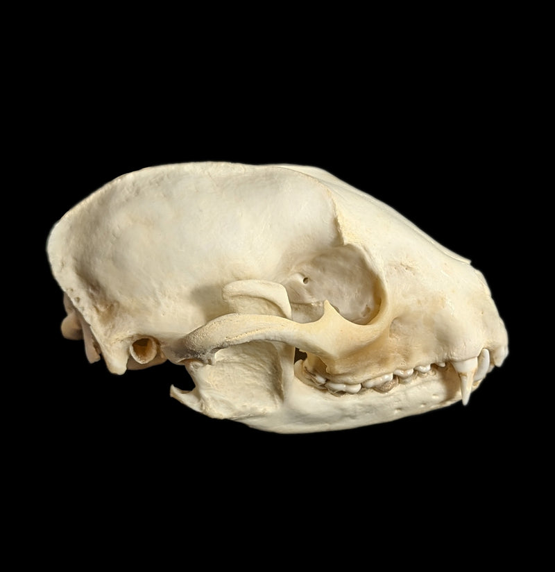 Raccoon Skull-Skulls-White Fox Fur & Feather-PaxtonGate