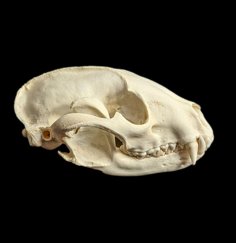 Raccoon Skull-Skulls-White Fox Fur & Feather-PaxtonGate