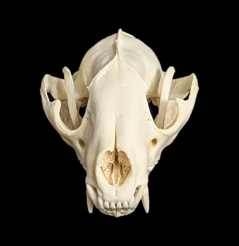 Raccoon Skull-Skulls-White Fox Fur & Feather-PaxtonGate