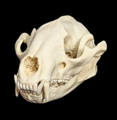 Raccoon Skull-Skulls-White Fox Fur & Feather-PaxtonGate